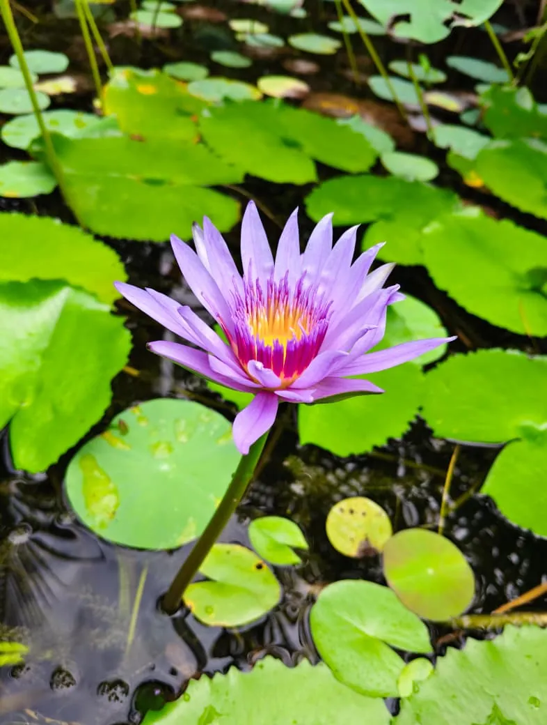Adyar Theosophical Society